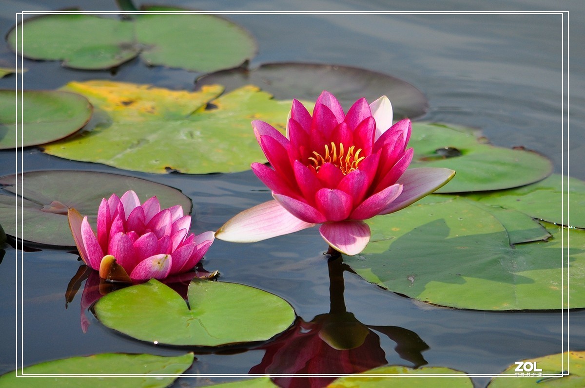 一组睡莲恭贺目的不一老师荣任合肥星空(中国)版主