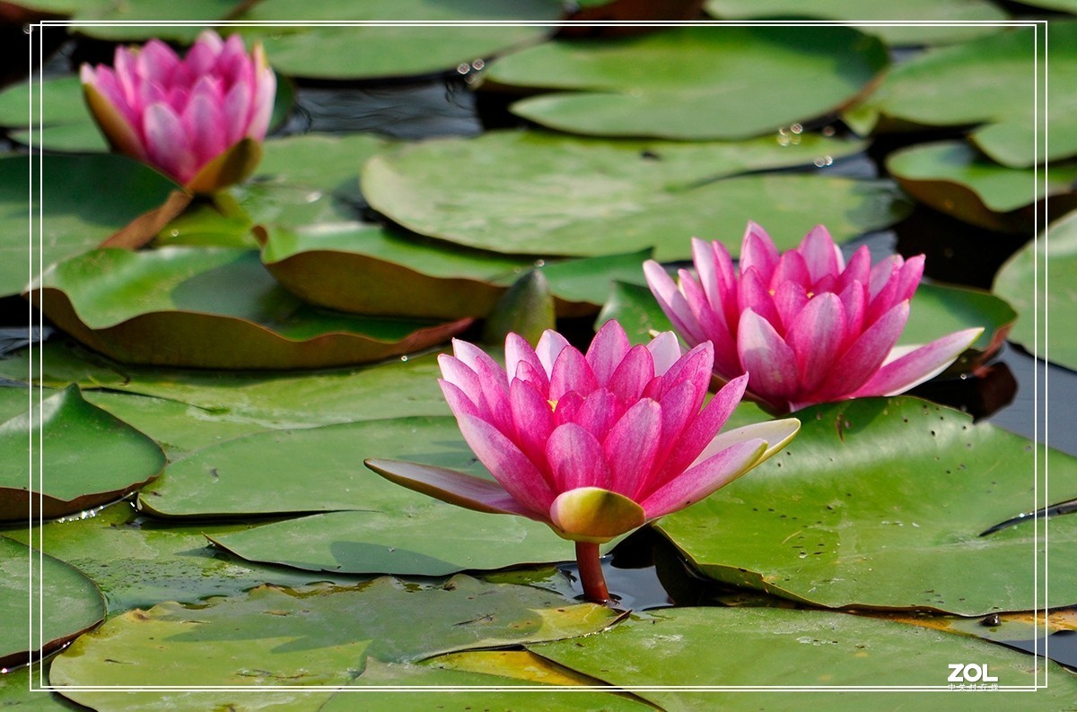 一组睡莲恭贺目的不一老师荣任合肥星空(中国)版主