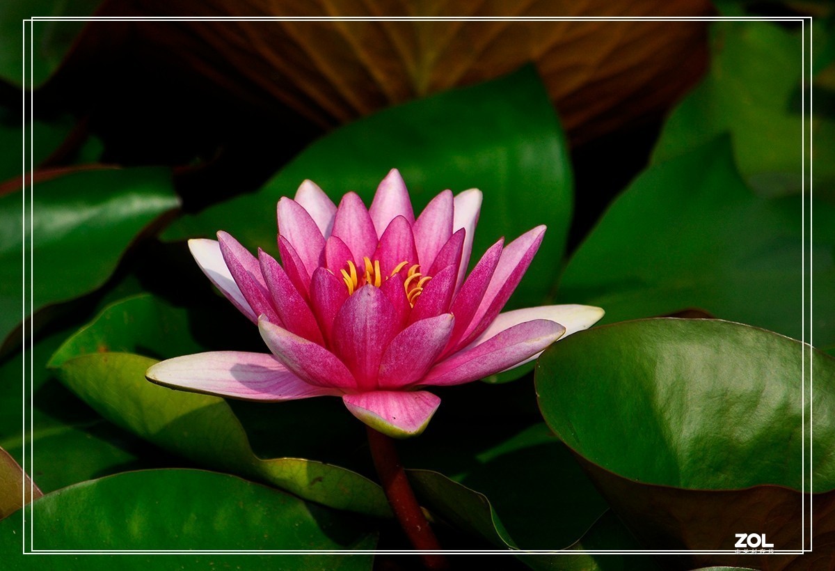 一组睡莲恭贺目的不一老师荣任合肥星空(中国)版主