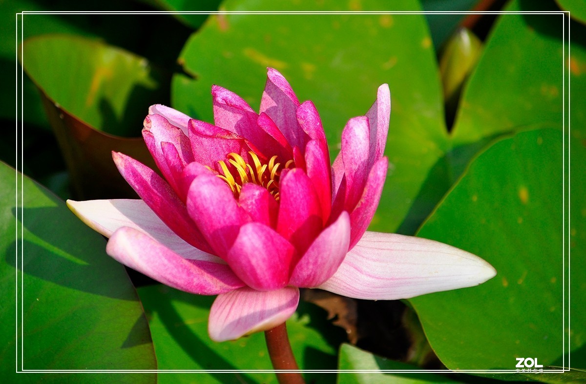 一组睡莲恭贺目的不一老师荣任合肥星空(中国)版主