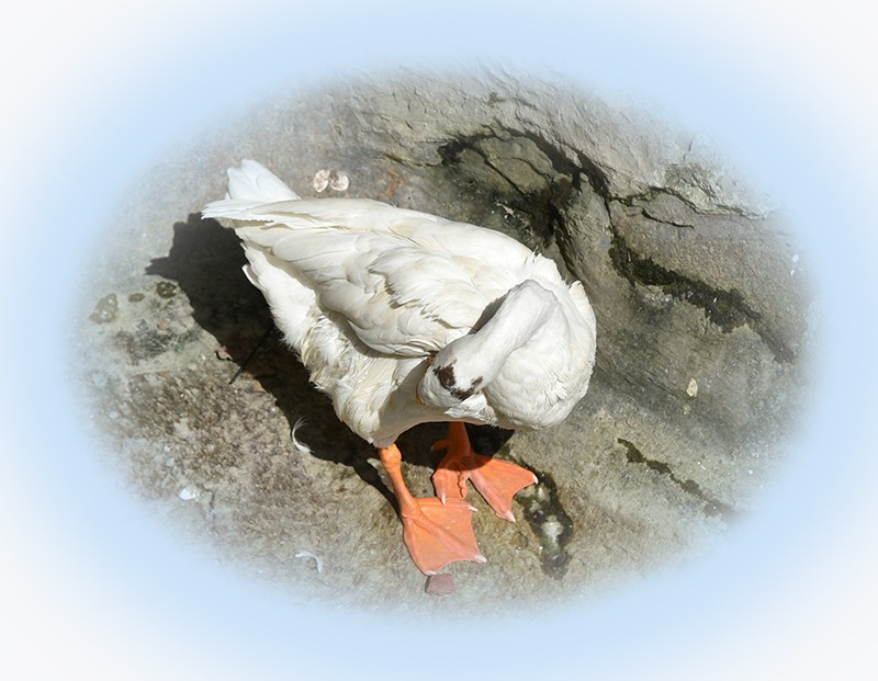 2021，9，18，拍摄—鹅