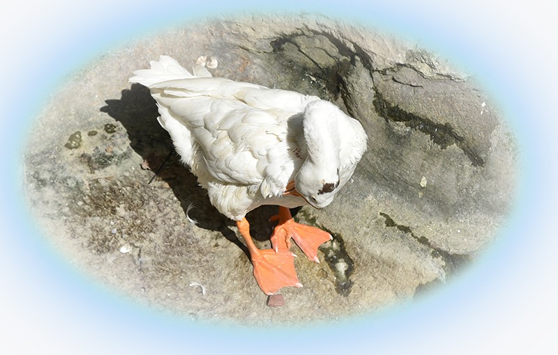 2021，9，18，拍摄—鹅