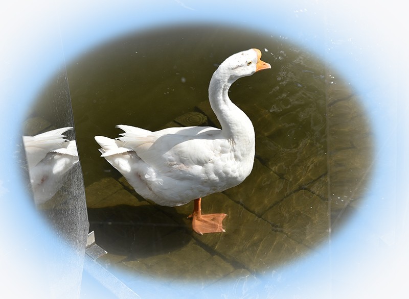 2021，9，18，拍摄—鹅