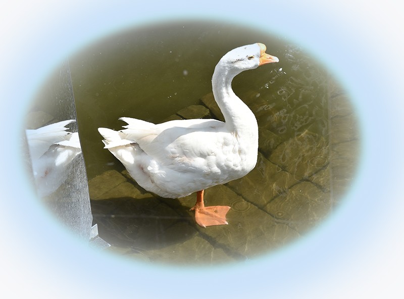 2021，9，18，拍摄—鹅