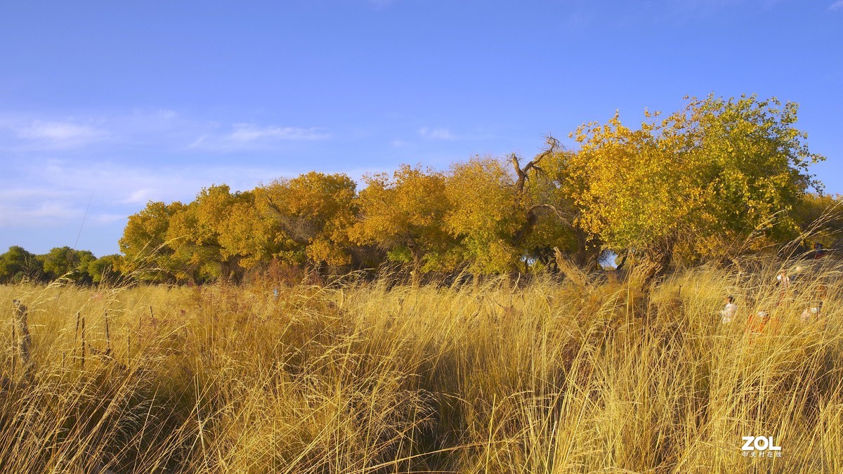 额济纳--黑城弱水胡杨林【6】