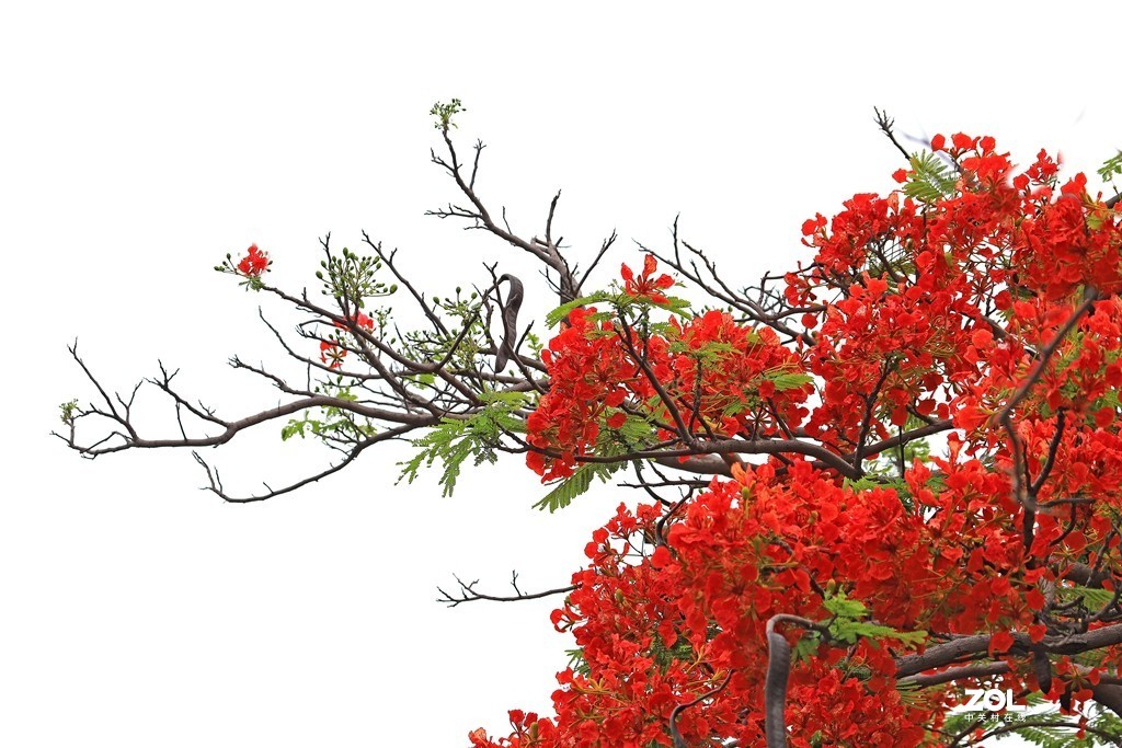 凤凰花开