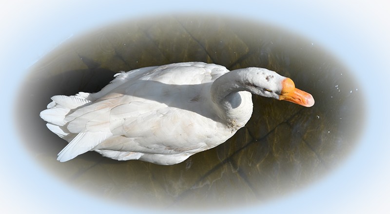 2021，9，18，拍摄—鹅