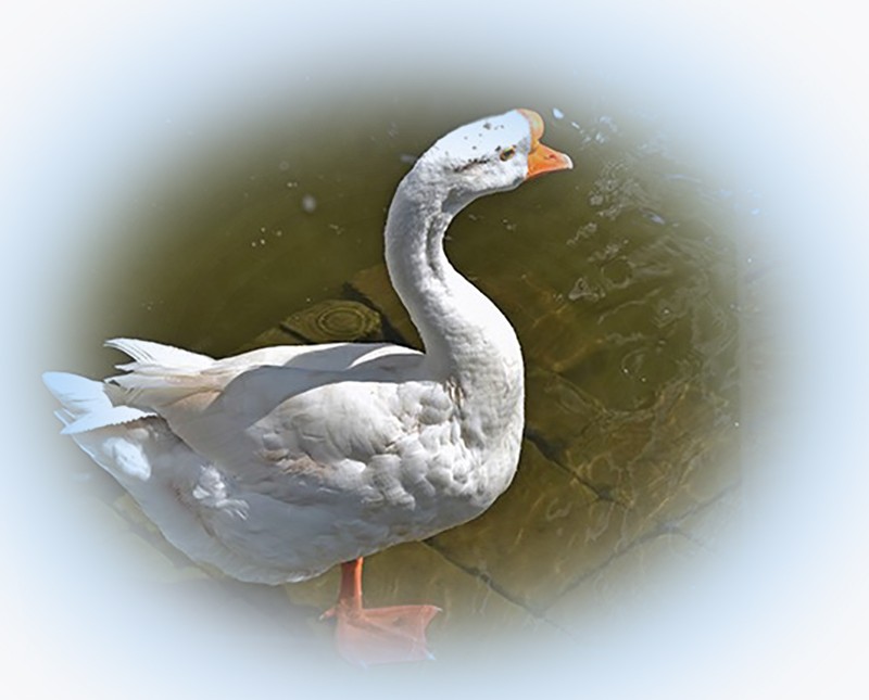 2021，9，18，拍摄—鹅