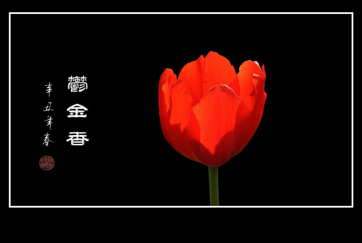 鲜艳漂亮的郁金香
