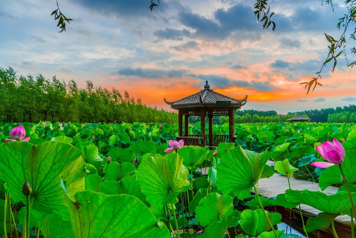柳壕湿地公园之十三荷塘晨曲二