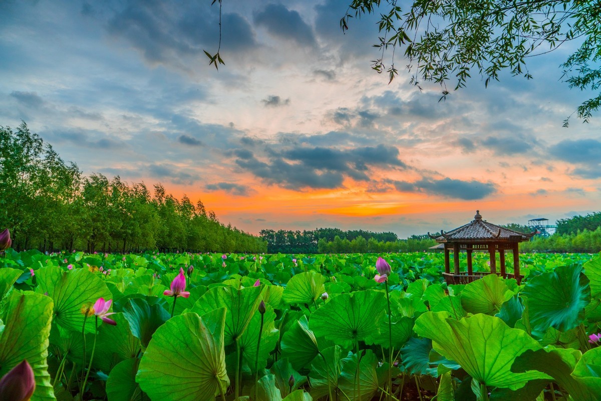 柳壕湿地公园之十三荷塘晨曲二