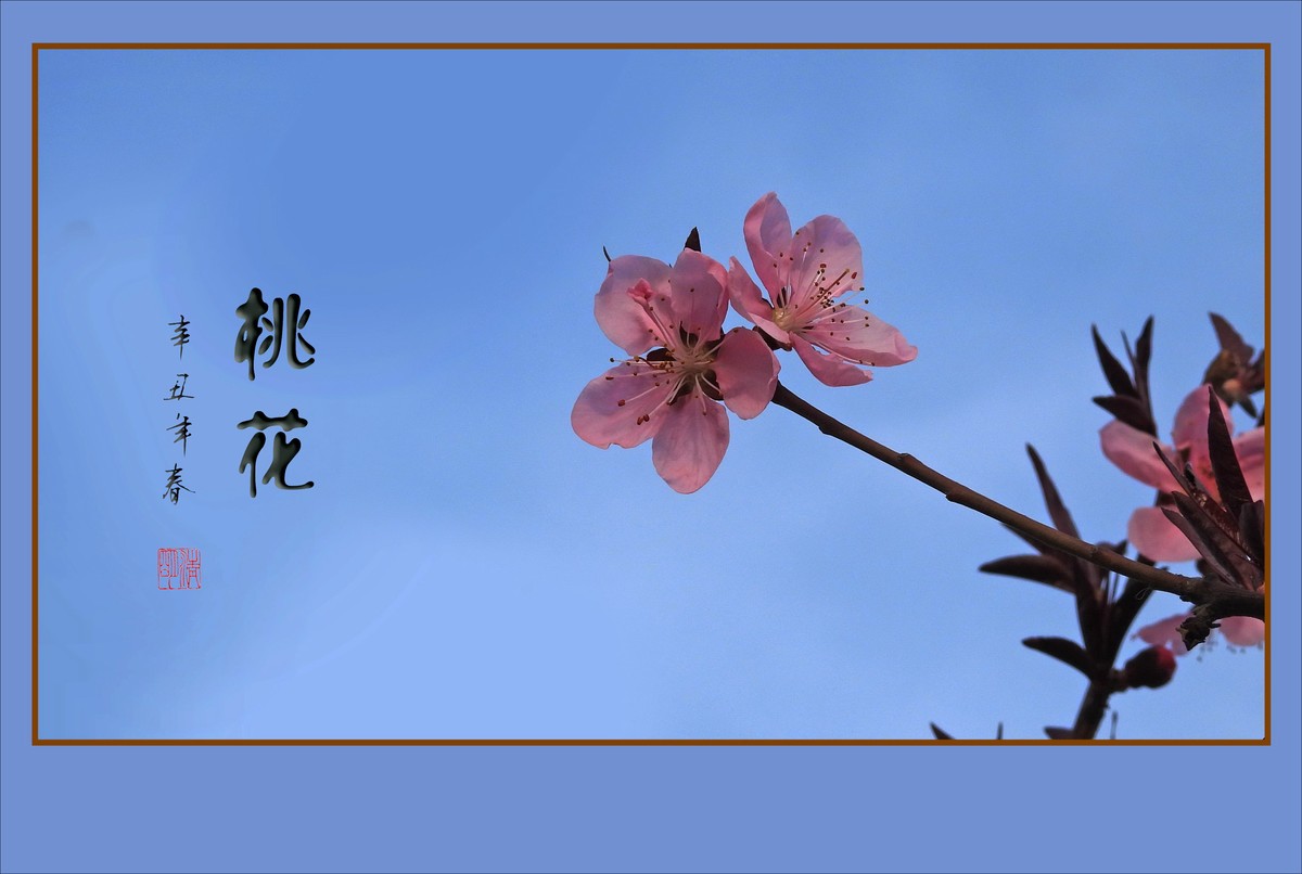 粉面桃花分外娇