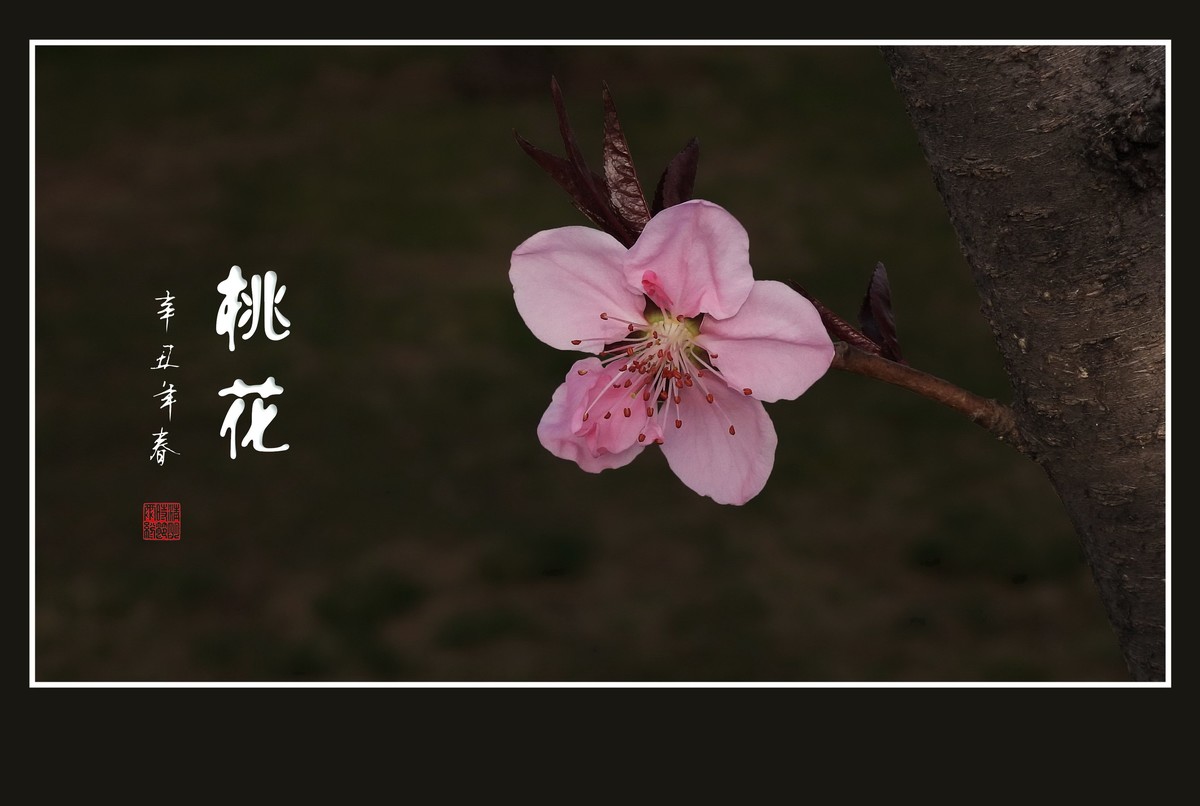 粉面桃花分外娇