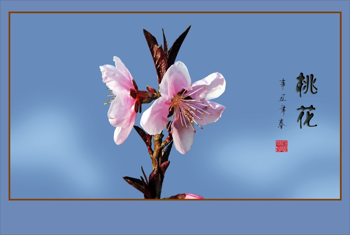 粉面桃花分外娇