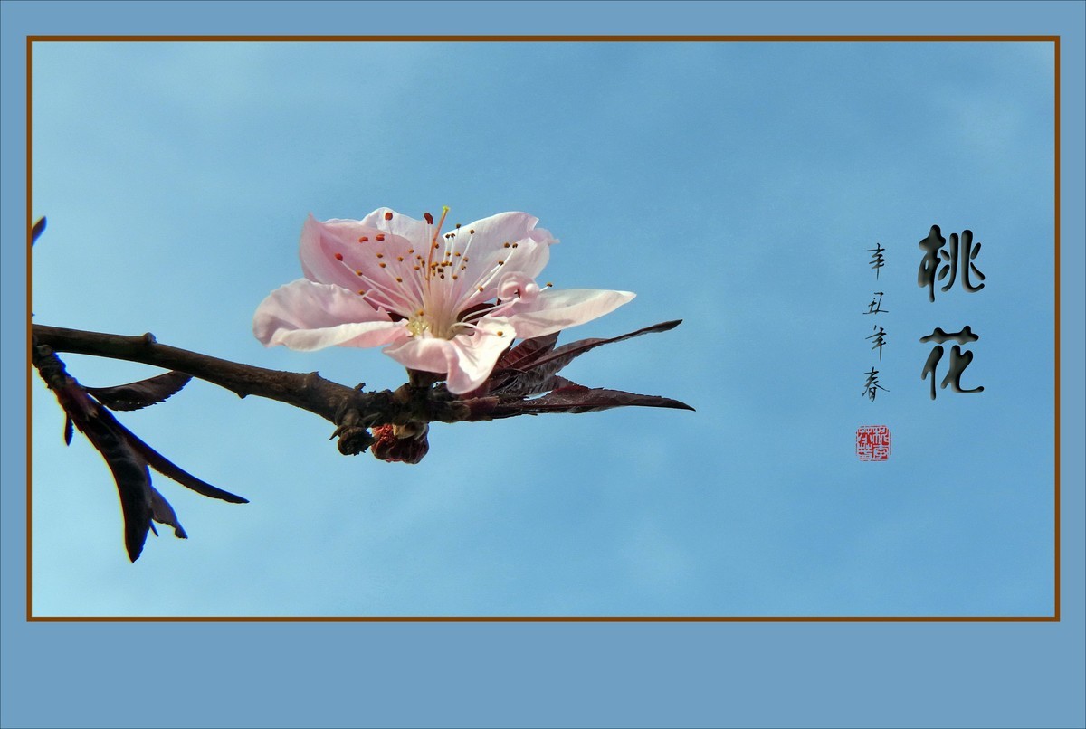 粉面桃花分外娇