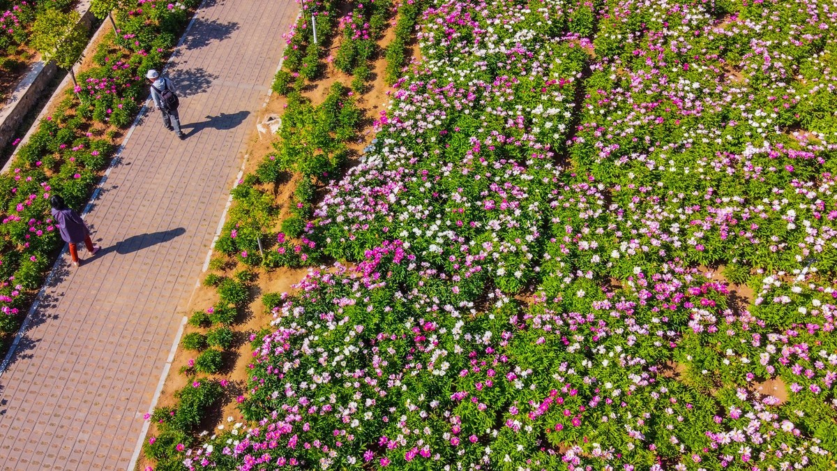 芍药花海