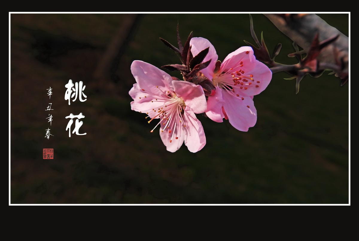 粉面桃花分外娇