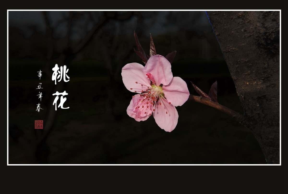 粉面桃花分外娇