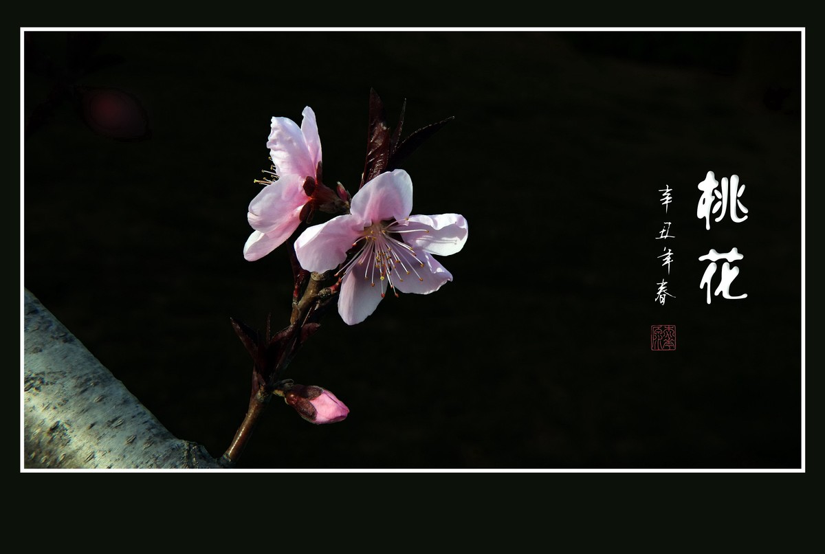 粉面桃花分外娇