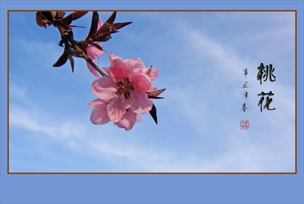 粉面桃花分外娇