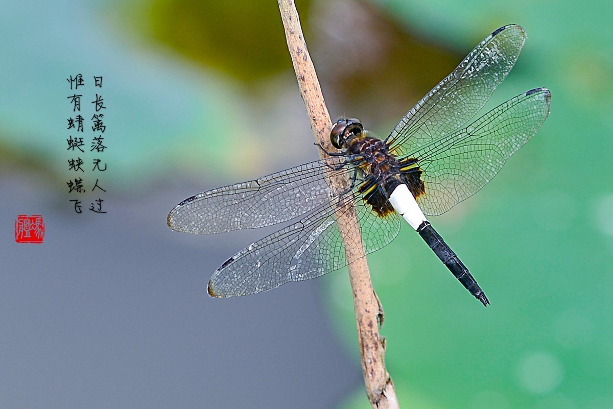 老片新做（请假帖）