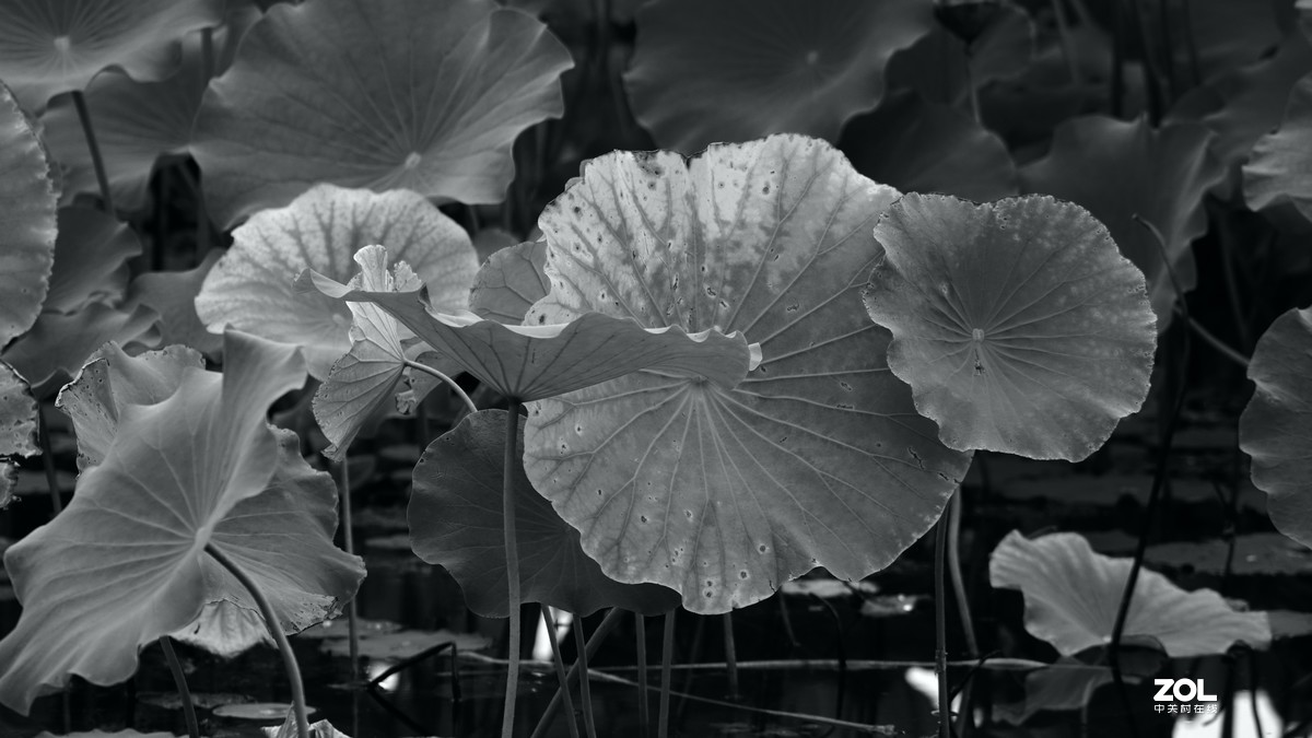 圆明园阴雨天   观山赏荷。