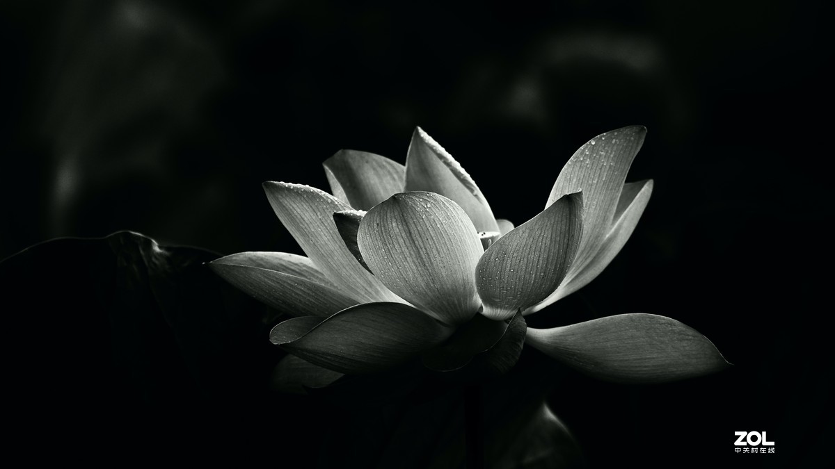 圆明园阴雨天   观山赏荷。