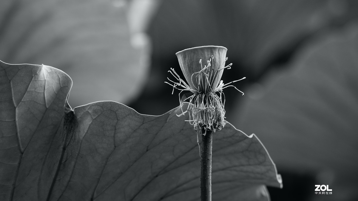 圆明园阴雨天   观山赏荷。