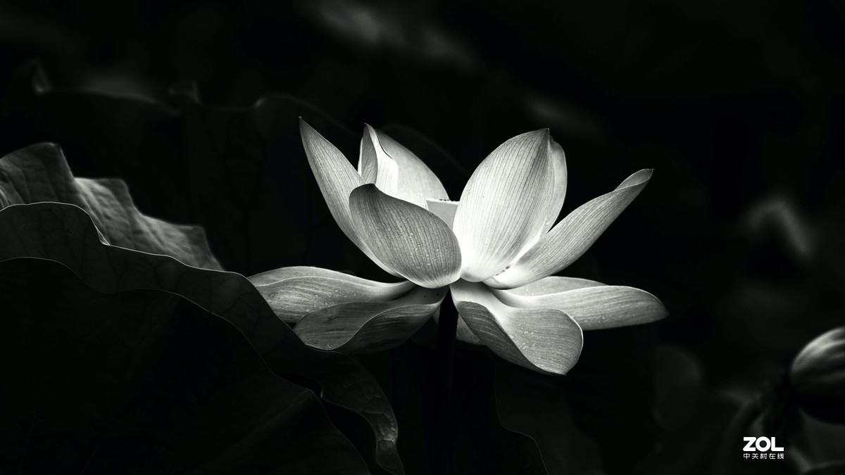 圆明园阴雨天   观山赏荷。