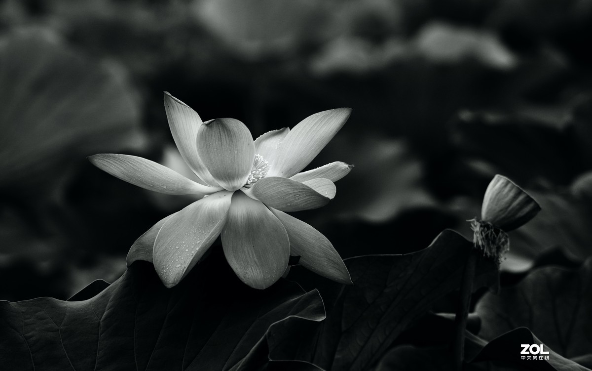 圆明园阴雨天   观山赏荷。