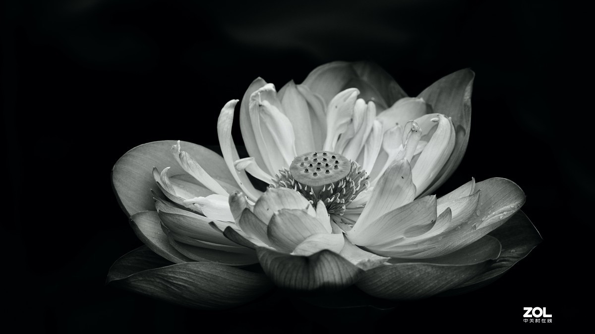 圆明园阴雨天   观山赏荷。