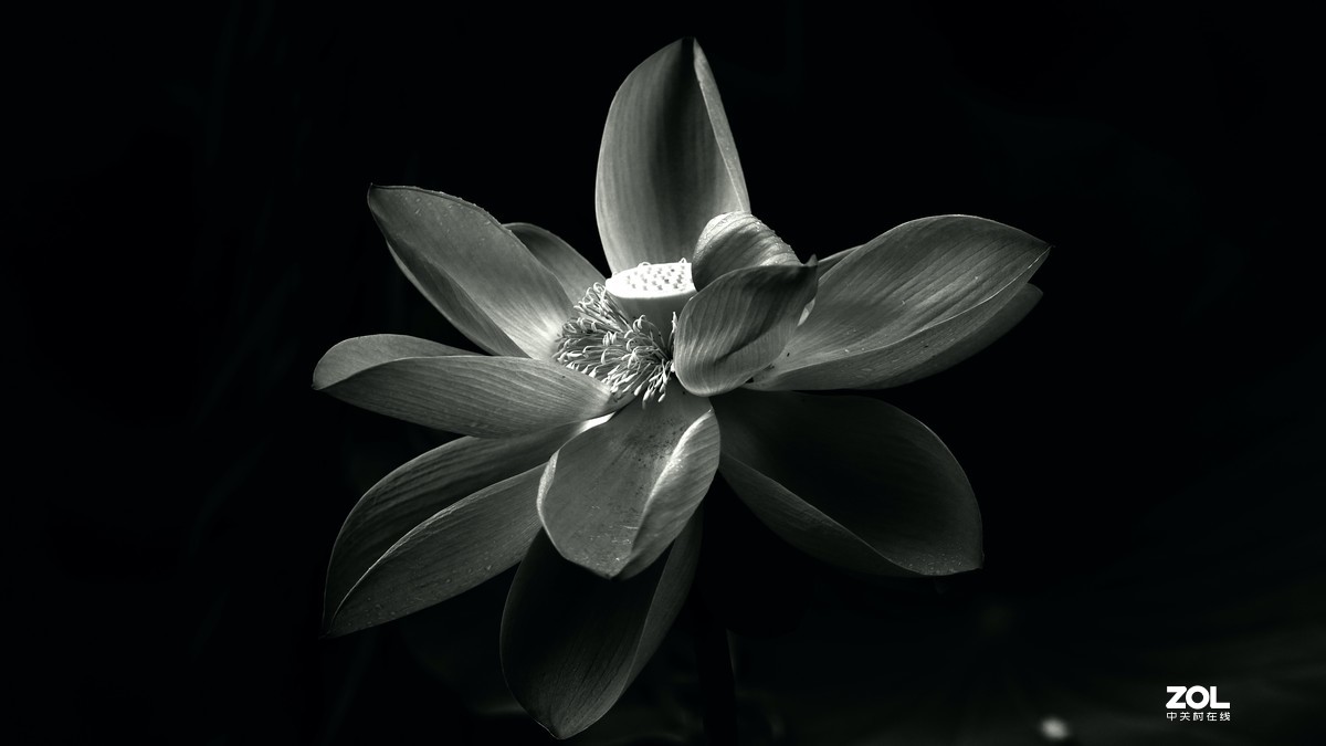 圆明园阴雨天   观山赏荷。