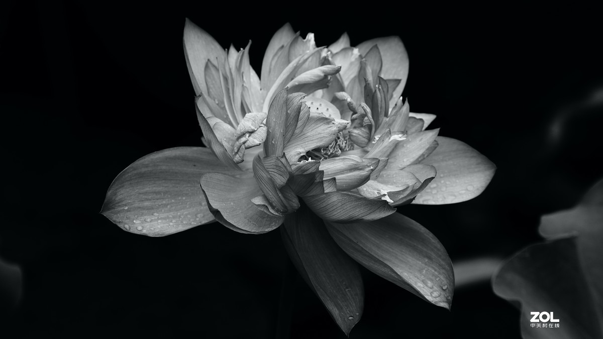 圆明园阴雨天   观山赏荷。