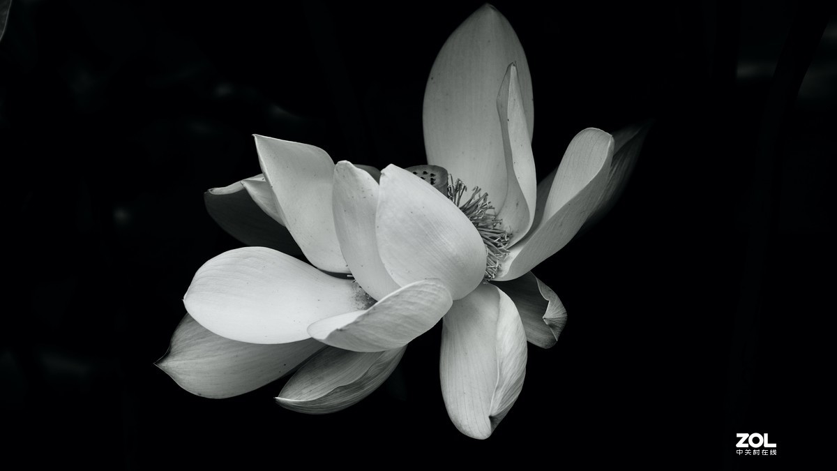 圆明园阴雨天   观山赏荷。