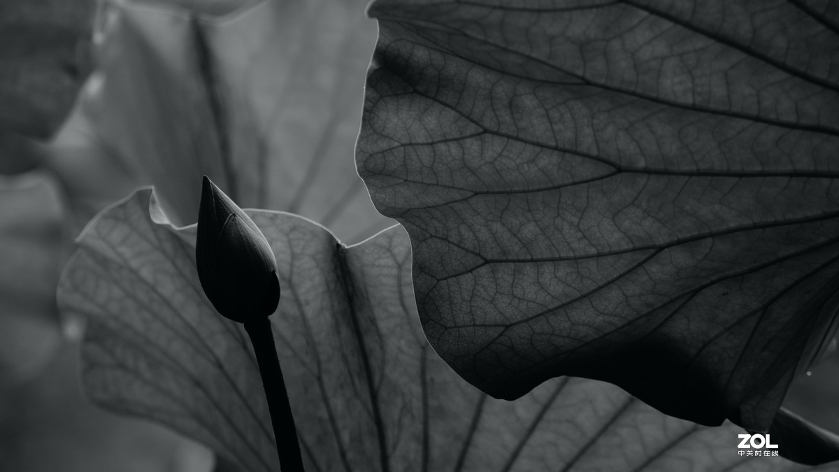 圆明园阴雨天   观山赏荷。