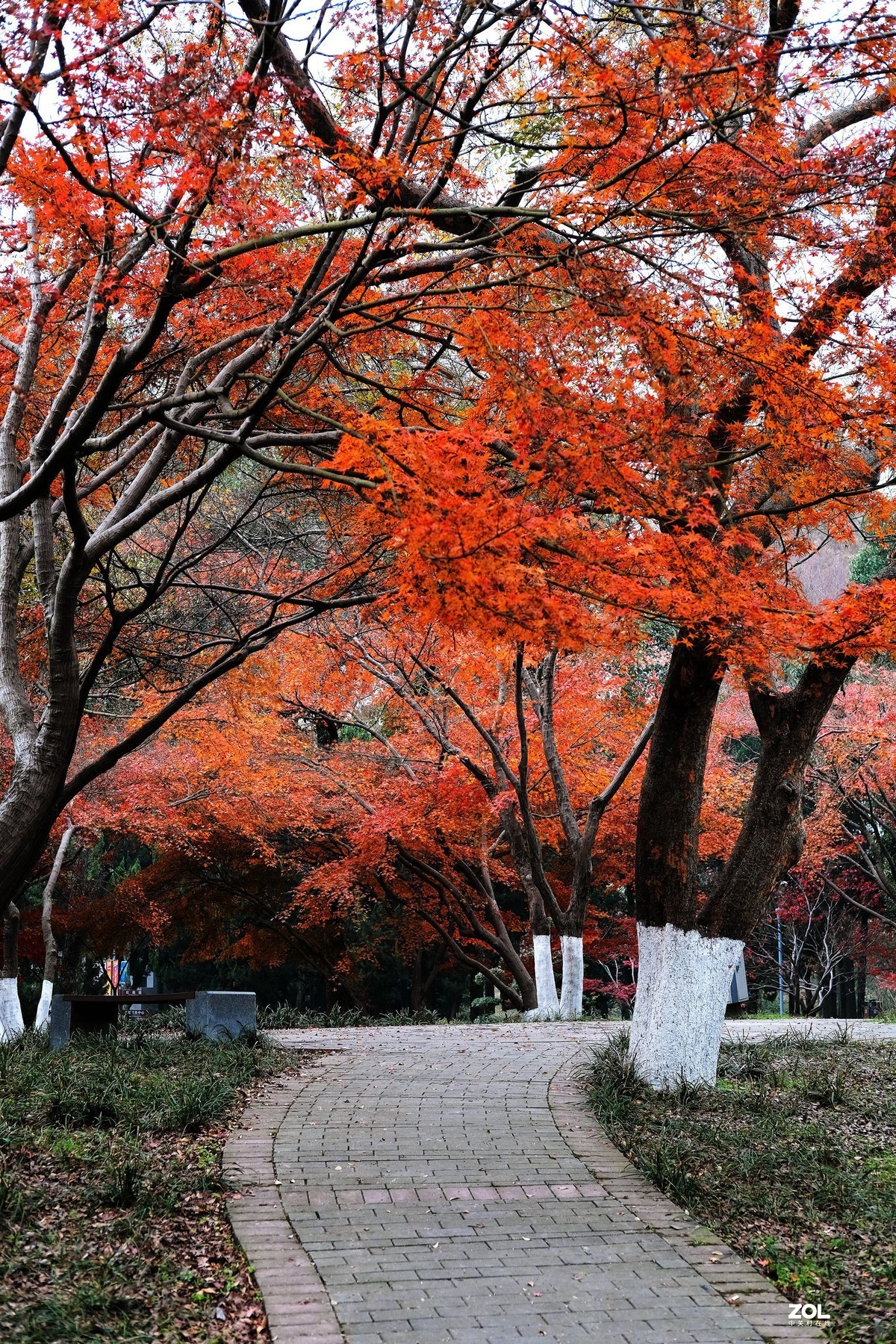 冬季的红枫林