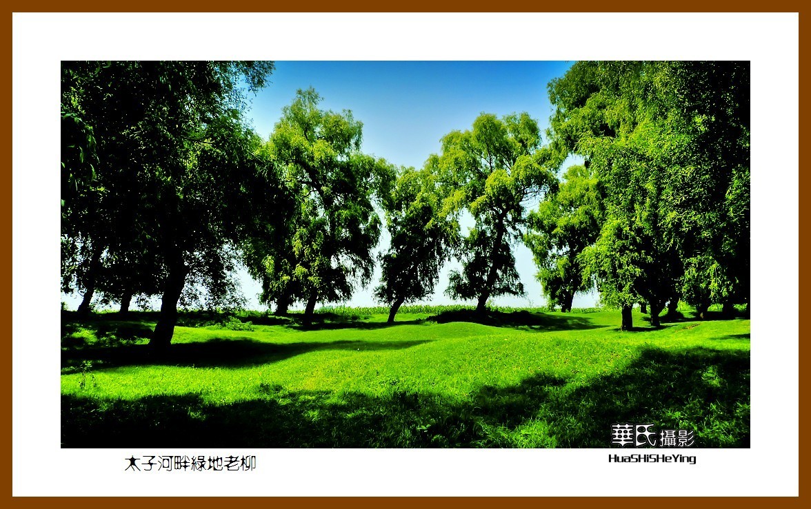 我爱家乡太子河畔绿地老柳辽宁鞍山海城腾鳌镇官坝子