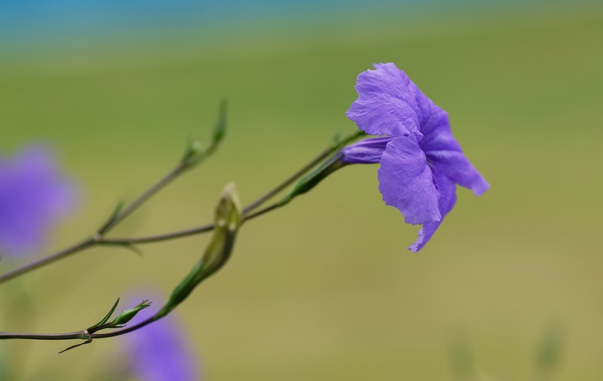 草坪上紫色的花