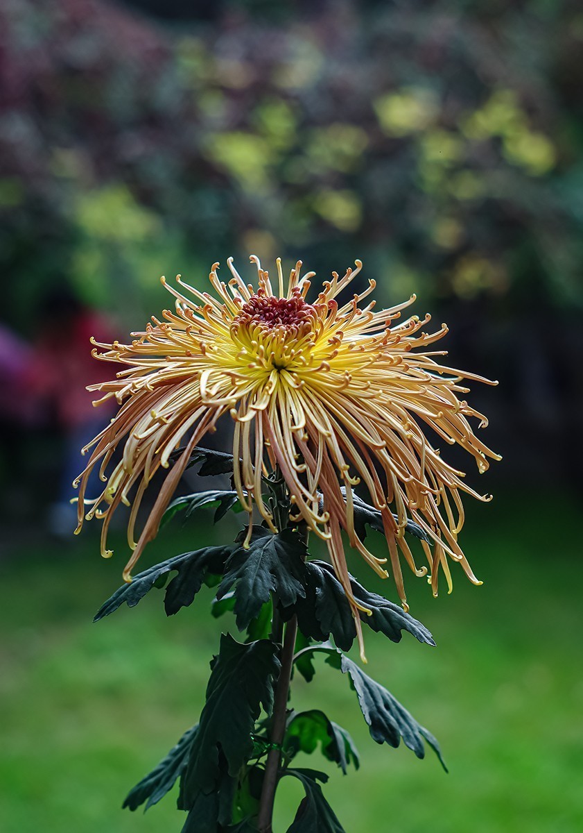 喜欢就好，手动头，乐在其中。。。