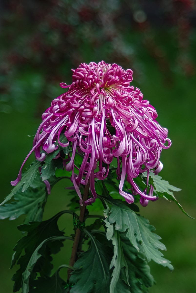 喜欢就好，手动头，乐在其中。。。