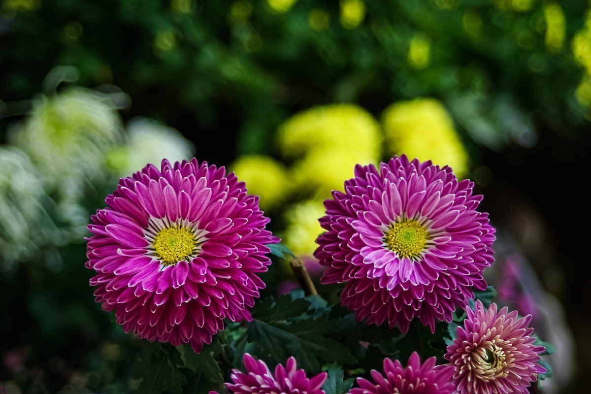 喜欢就好，手动头，乐在其中。。。