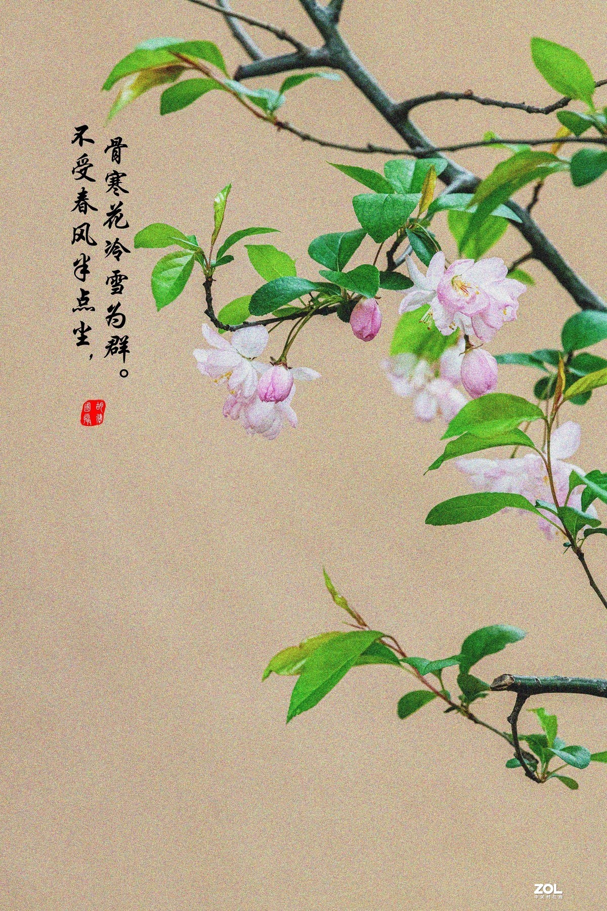 春花海棠