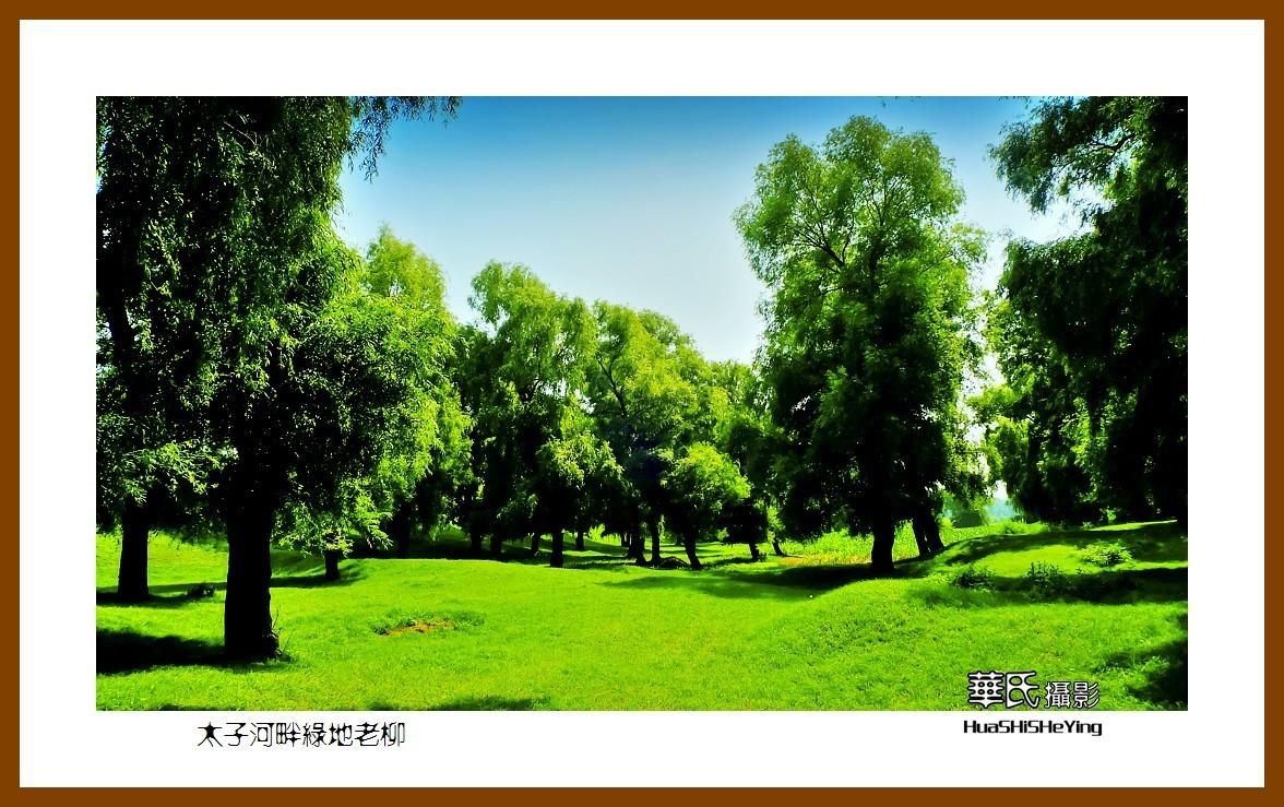 我爱家乡太子河畔绿地老柳辽宁鞍山海城腾鳌镇官坝子