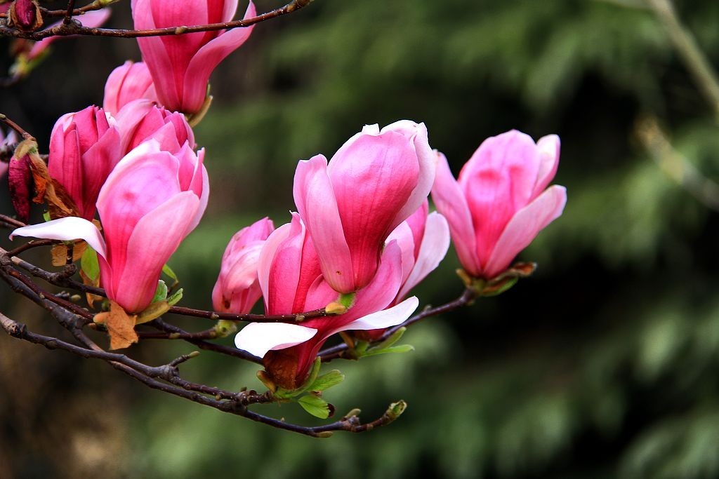 紫玉兰花5