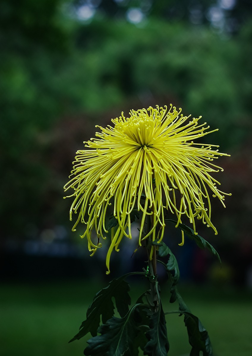 喜欢就好，手动头，乐在其中。。。