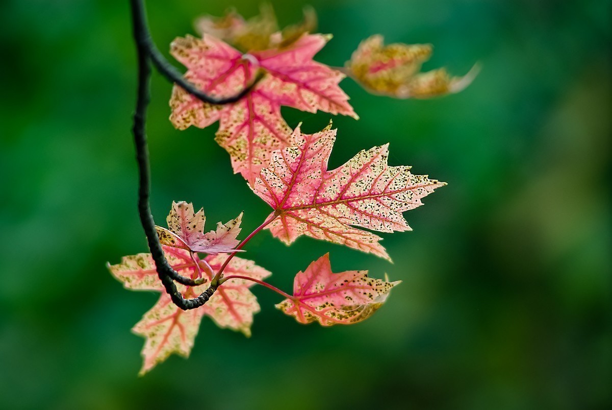 喜欢就好，手动头，乐在其中。。。