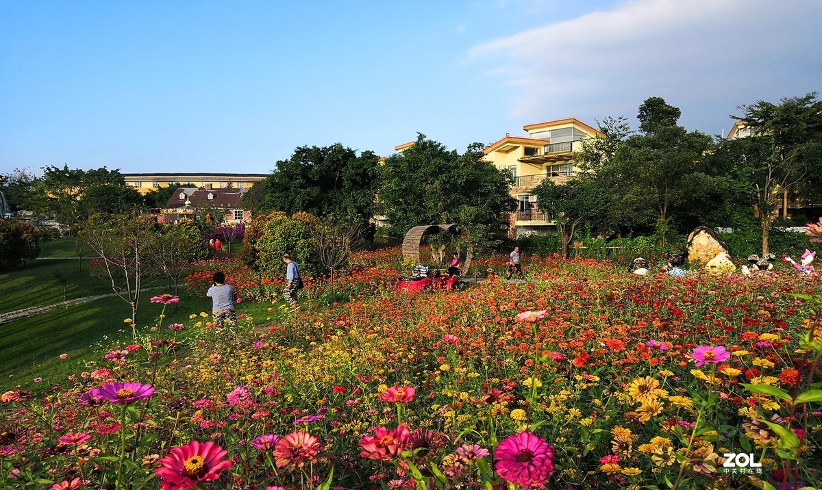 龙门温泉鲁冰花花海