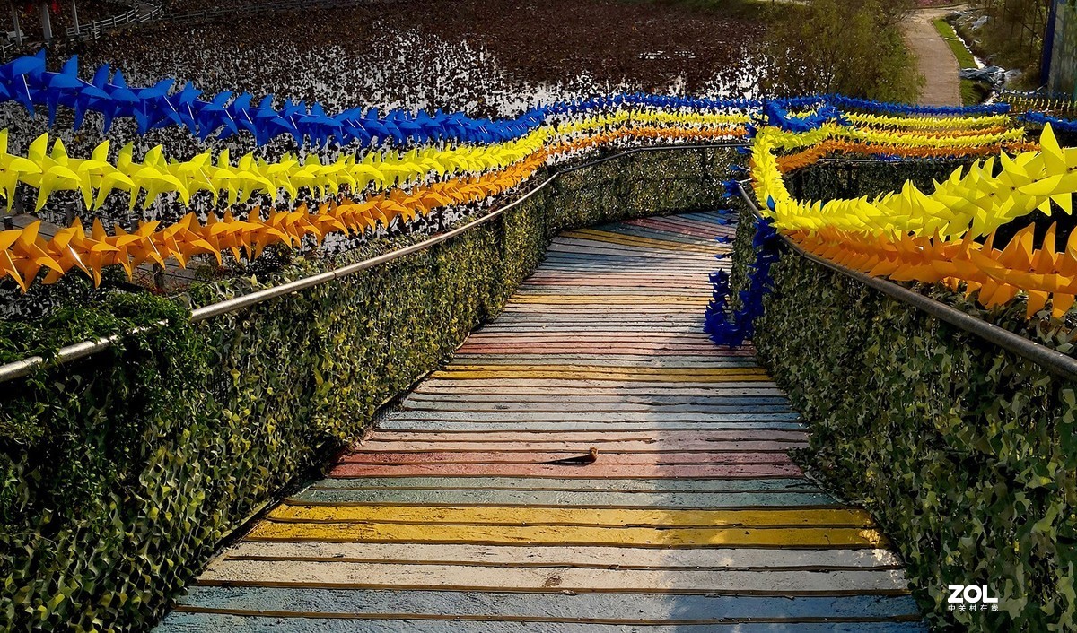 龙门温泉鲁冰花花海