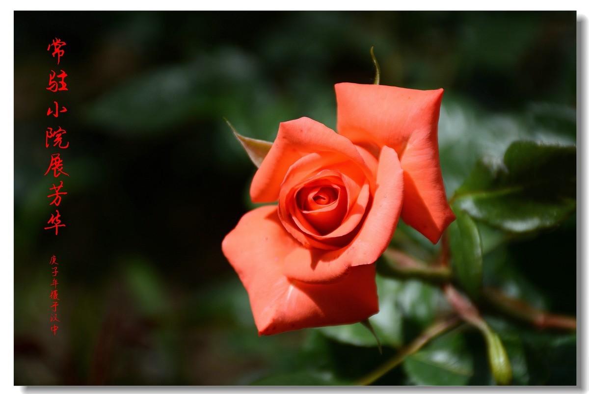 常驻小院展芳华（2020207）