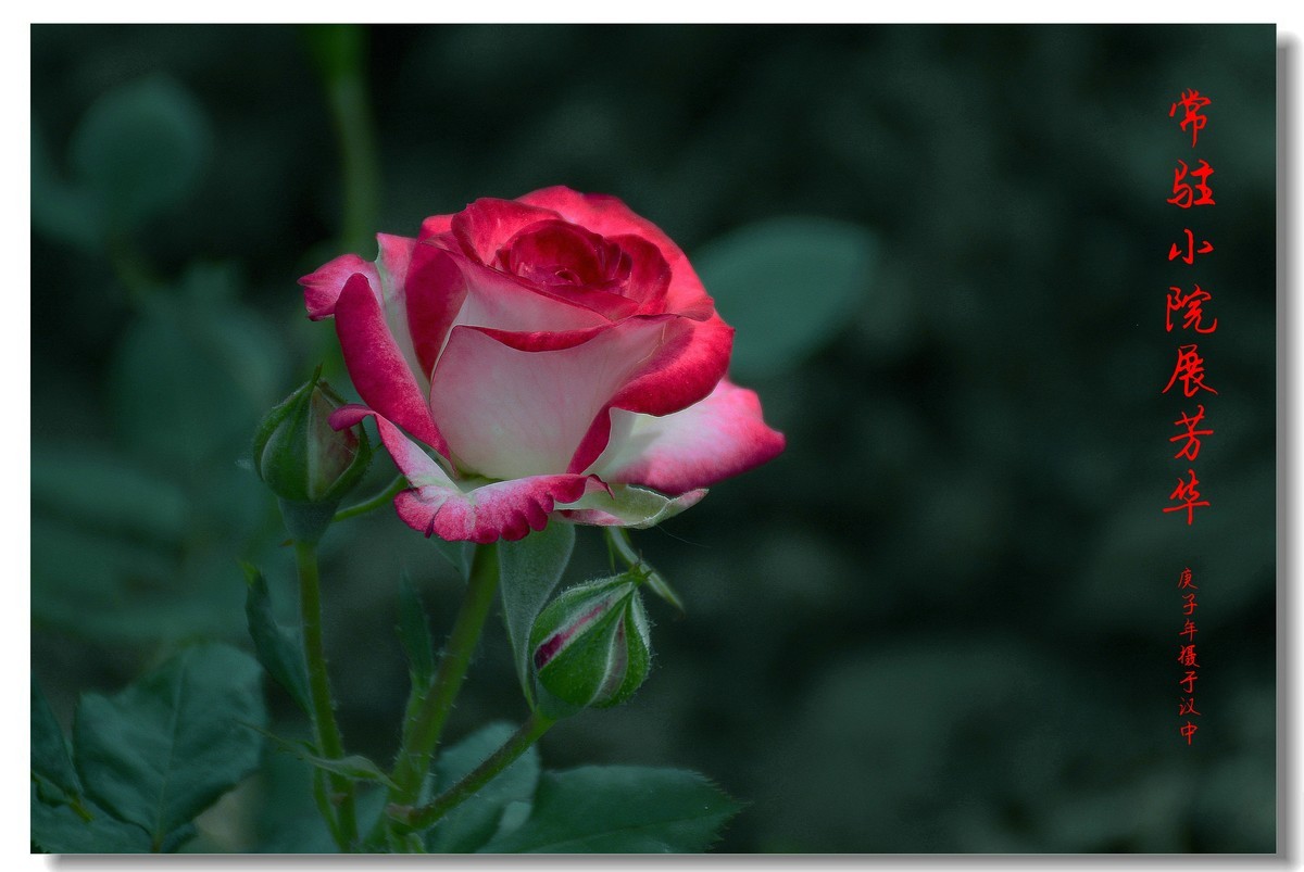 常驻小院展芳华（2020207）